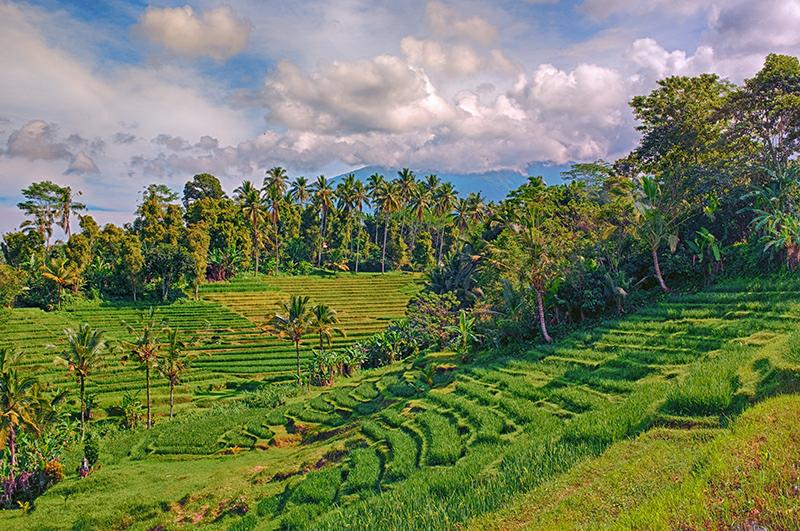 Bali rice field – Willamette Valley PhotoArts Guild