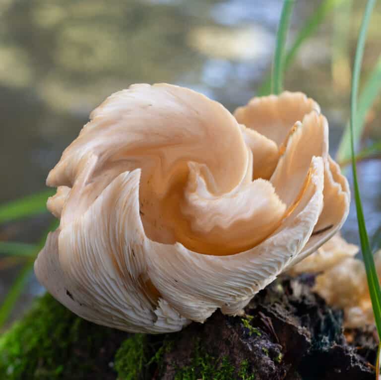 Read more about the article Vicky Hollenbeck – Abstracts