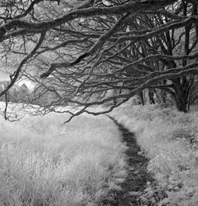 Next Meeting: Thursday, June 19th: Photo Walk!