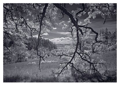 Rich’s ‘Homelands’ at Maude Kerns in Eugene